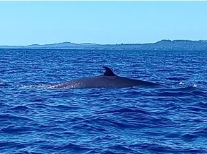 Discover Coiba Panama Tour