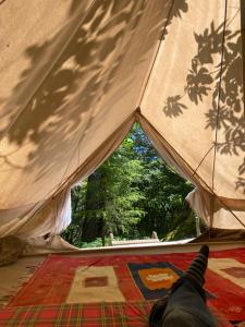 Tente tipi en forêt de châtaigniers