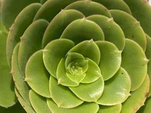 Gîte lAUBEPINE, Les Herbiers centre
