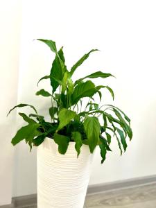 OSapart Shevchenka 21 Street