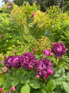 La Forestière du Château