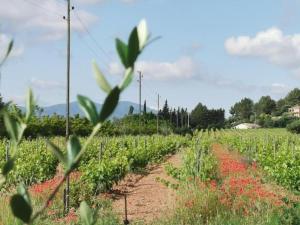Maisons de vacances Villa in Vidauban with Pool & Vineyards Nearby, cleaning included : photos des chambres