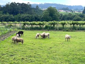 Casa con viñedos, a 5min de la playa