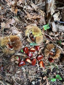 gite PIERRE dolce via ardèche vallée de leyrieux