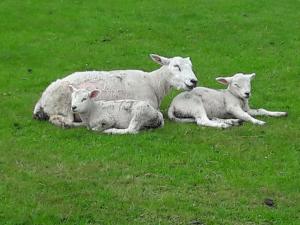 Ferienwohnung Schmettau