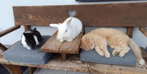 Tritschers Appartement Ramsau Dachstein