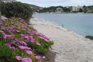 3 bedroom Apartment on the sea with garden