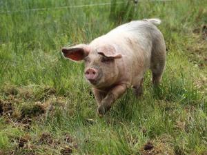 The Captains Place - Isle of Skye