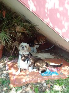 Corona Bed & Breakfast img63