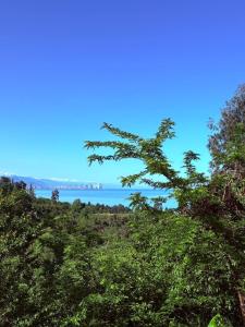 Forest & Sea Campsite