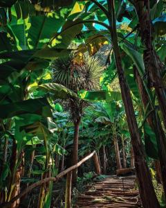 Forest & Sea Campsite