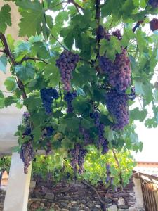 La Corbula - Casa Vacanze - Q5992 img33