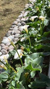 La Cabaña de Don Neto