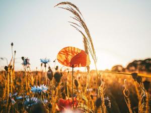 Peaceful Cabin Retreat by Lake Gopen