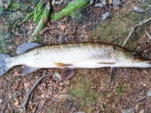 Holiday Home by the Water in Osby