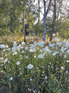 Elegant Summer House Close To The Beach And Forest