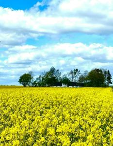 Traditional Farmhouse In The Heart Of Österlen