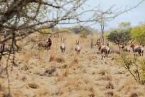 Naledi@53 Private Game Farm
