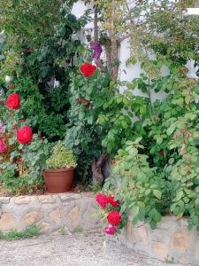 Cortijo Rural Buenavista Montefrio