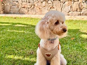 Villa B&B Antiche Macine del Salento - nel cuore del Salento