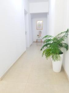 Pontino Apartments