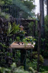 The Bungalow - Rathnapura