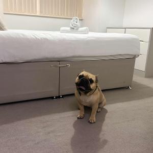 Pet-friendly 1BR Apt sleeps 4 in BMH Centre with Parking