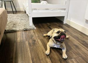 Pet-friendly 1BR Apt sleeps 4 in BMH Centre with Parking