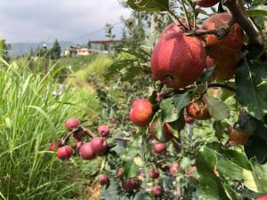 The Nest Farm Stay in Karsog