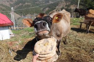 The Nest Farm Stay in Karsog