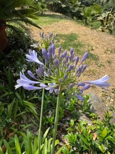 B&B / Chambres d'hotes Villa Hirondelles 35 : photos des chambres