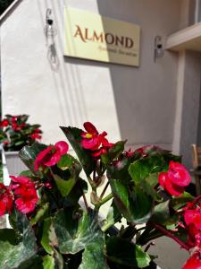 Almond Apartments Sun and Sea