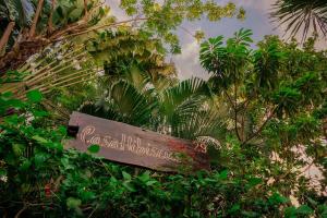 Casa Hibiscus Sky-high pool with birds above the jungle