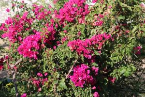 Luxury Bodrum Villa With Panoramic Sea View