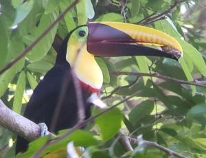 Finca la Bonita, Playa Carate