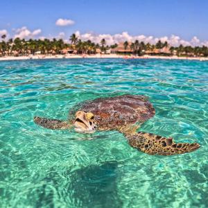 Nado con tortugas marinas en akumal