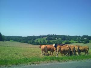 Maisons de vacances Peaceful Cottage in Savignac, cleaning included : photos des chambres