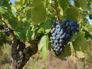 Villas Elegant Villa Near Ardeche, cleaning included : photos des chambres