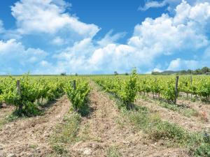 Maisons de vacances Villa in France with Pool and Vineyards, cleaning included : photos des chambres