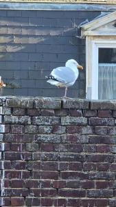 Studio 3ieme etage proche de la plage - Quartier des cordiers