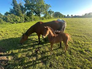 1-Bed Cosy Cottage near Emerald Park - Sleeps 5