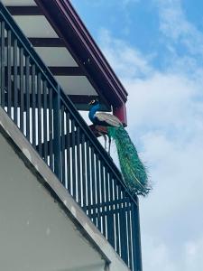 Blue Peacock Villa