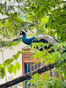 Blue Peacock Villa