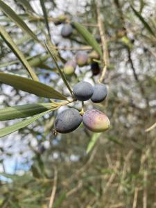 Algarve Olive Tree Lodge