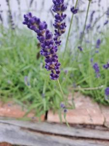 Maisons de vacances La petite Maison : photos des chambres