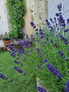 Maisons de vacances La petite Maison : photos des chambres