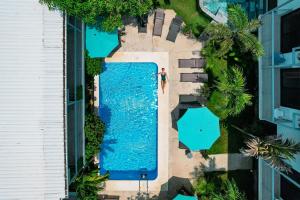 Wide Mouth Frog Quepos