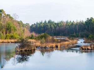 Chalet by Park Pond in the Netherlands