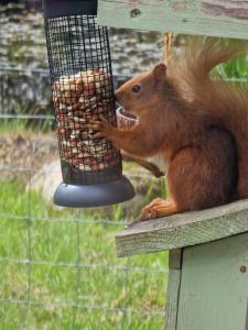 Dalnoid Cottages & Treehouses Nr Glenshee