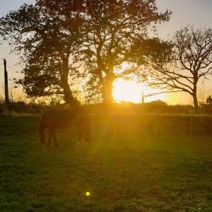 Maisons de vacances Le clos des Ty : photos des chambres